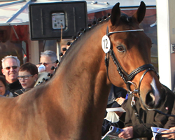Dieser Chacco-Blue / Argentinus-Sohn wurde für den Springpferdezuchtverband Oldenburg International gekört. Foto: Tammo Ernst